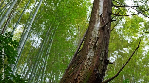 Bamboo grove in Kyoto, mysterious natural landscape of the Orient