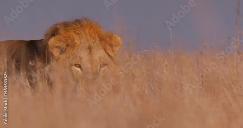 Wide pan shot of a male lion (Panthera leo) walking through grass before stopping to scan the area during the morning in Kenya.