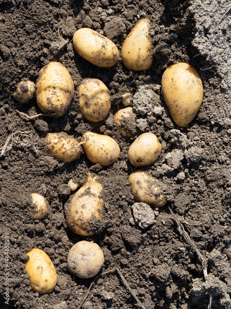Pile of newly harvested potatoes - Solanum tuberosum on field. Harvesting potato roots from soil in homemade garden. Organic farming, healthy food, BIO viands, back to nature concept. Pile of newly harvested potatoes - Solanum tuberosum on field. Harvesting potato roots from soil in homemade garden. Organic farming, healthy food, BIO viands, back to nature concept.