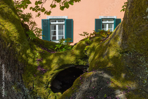 Photos Mossy tree trunk framing windows at tapada nacional de mafra