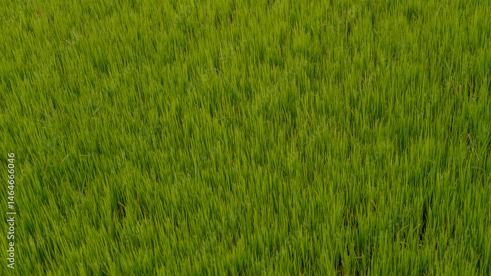 Obraz premium photo of a vast expanse of rice fields in a village