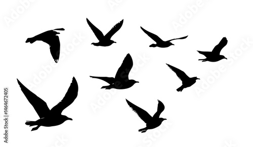 Seagull Silhouette Vector Set – Collection of Bird Shapes for Coastal and Nature Designs