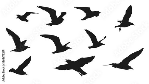 Seagull Silhouette Vector Set – Collection of Bird Shapes for Coastal and Nature Designs