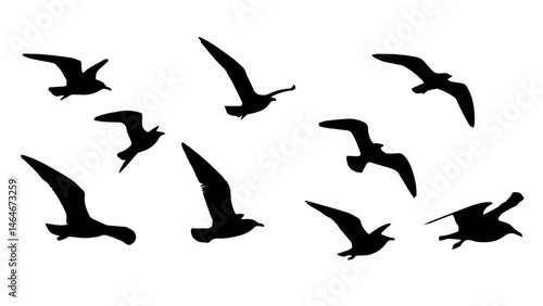 Seagull Silhouette Vector Set – Collection of Bird Shapes for Coastal and Nature Designs