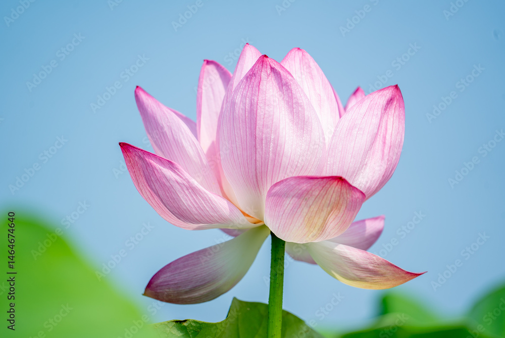 鮮やかに咲く大賀ハスの花と緑の葉 鮮やかに咲く大賀ハスの花と緑の葉