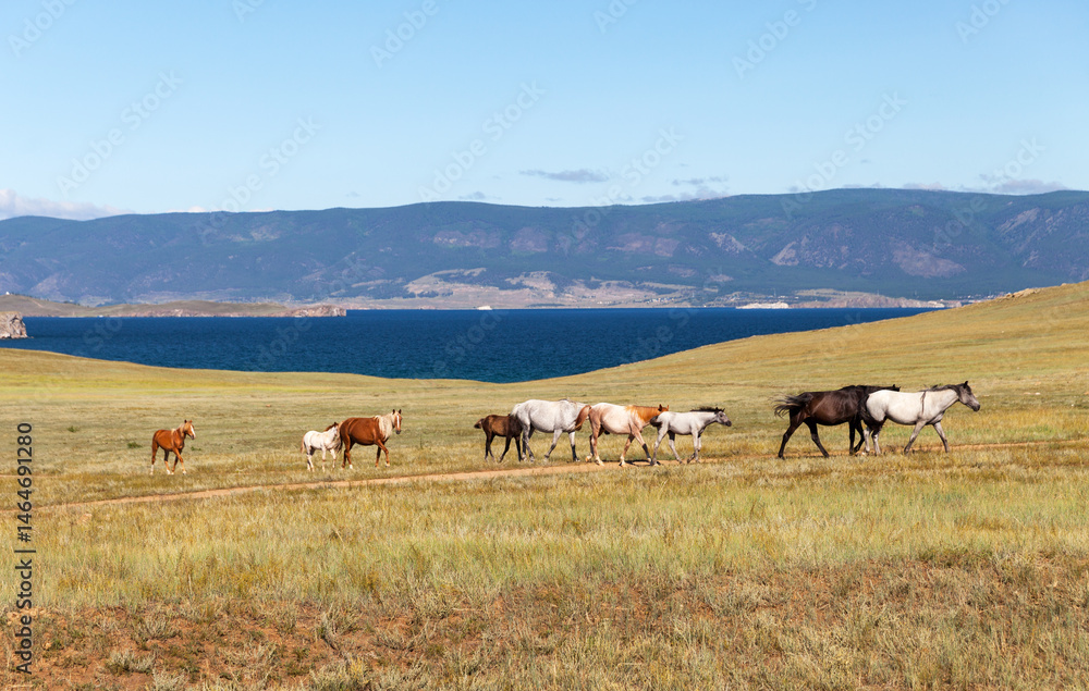 Obraz premium Baikal Lake in summer. Horses with foals graze on the steppe meadows of Olkhon Island against the background of the Maloye More strait on a sunny August day. Pribaikalsky Nature Park