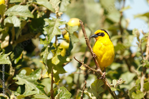 Il tessitore di baglafecht (Ploceus baglafecht) è un uccello della famiglia Ploceidae, che si trova nell'Africa orientale e centrale.