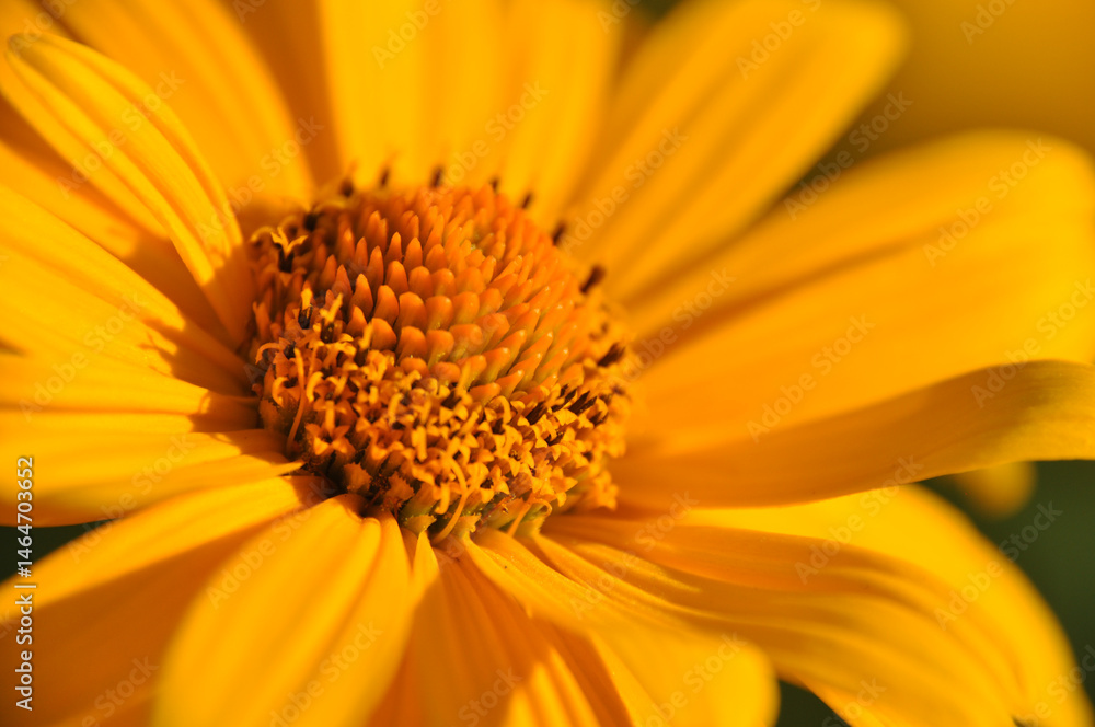 Close-up of an orange yellow sunflower illuminated by the sun, macro photography