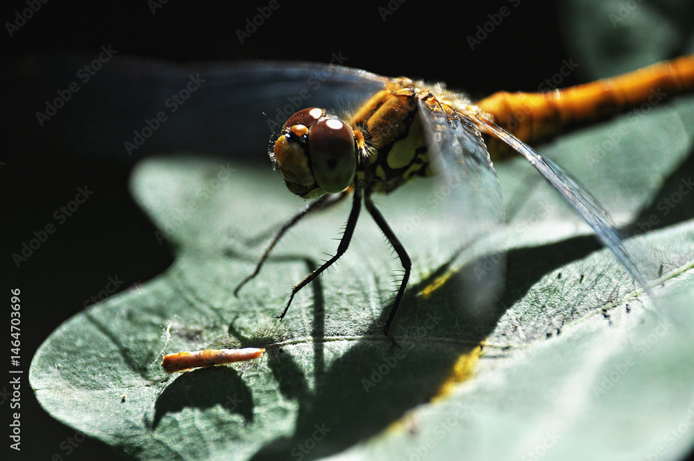 A large yellow dragonfly sits on a green leaf, casting deep shadows