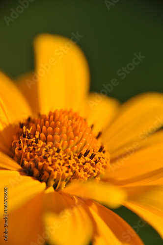Obraz na płótnie Close-up of an orange yellow sunflower illuminated by the sun, macro photography w salonie
