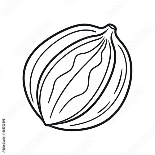 Outline of Nutmeg Line Art Vector Illustration