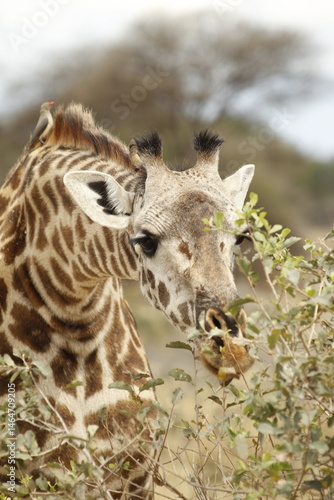 Giraffa che mangia, primo piano.