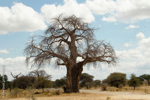 Antico Baobab Africano con il tronco scavato.
Tanzania ,Africa.