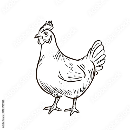 Detailed hand drawn farm hen standing side view with comb and tail feathers in black ink sketch style isolated on white background vector illustration
