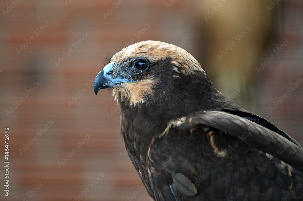 Fototapeta premium Portrait d'un rapace