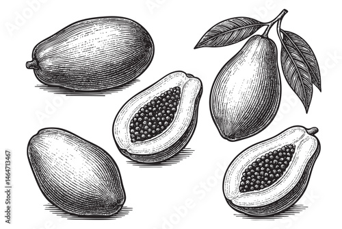 papaya fruits set woodcut engraving vector illustration