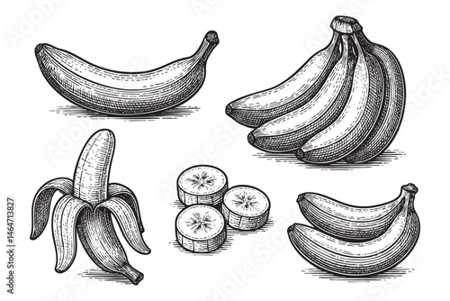 banana fruit set woodcut engraving vector illustration