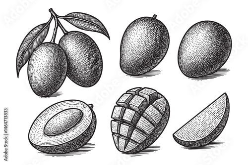 mango fruit set woodcut engraving vector illustration