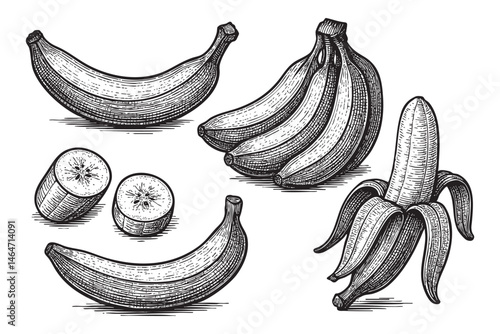 banana fruit set woodcut engraving vector illustration