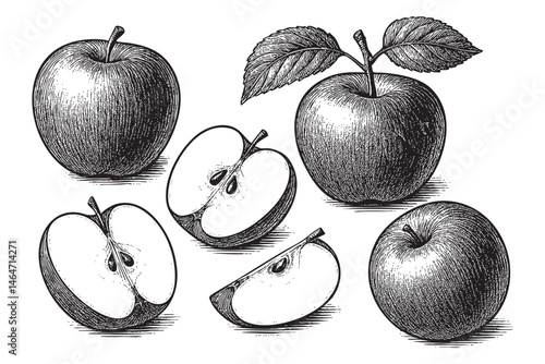 apple fruit set woodcut engraving vector illustration