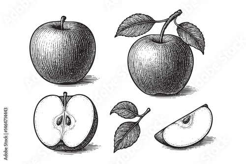 apple fruit set woodcut engraving vector illustration