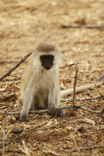 Scimmia africana seduta tra le sterpaglie