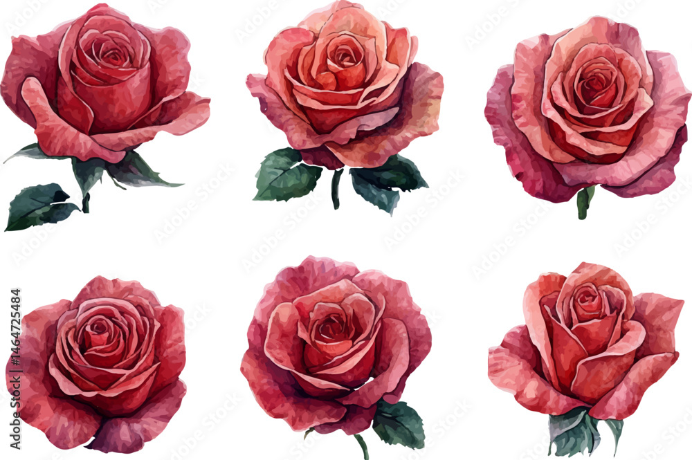 Naklejka premium set of roses vector illustration