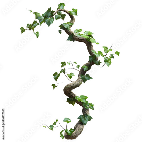 Fototapeta Naklejka Na Ścianę i Meble -  Wild liana jungle vine twisted isolated on a transparent background with clipping path
