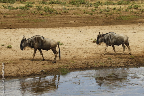 Due gnu vicino ad una pozza d'acqua