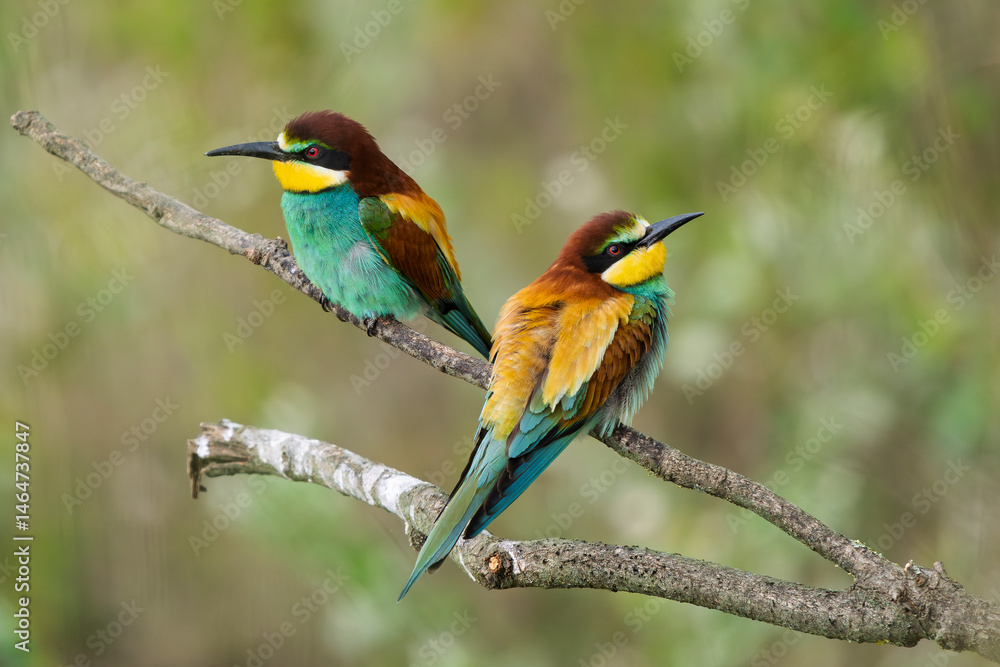 European Bee-eaters perched on a branch European Bee-eaters perched on a branch