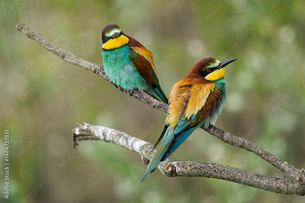 Fototapeta premium European Bee-eaters perched on a branch