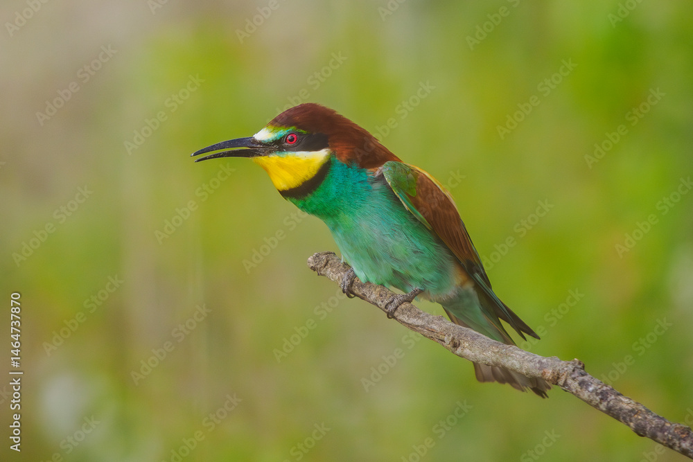 European Bee-eaters perched on a branch European Bee-eaters perched on a branch