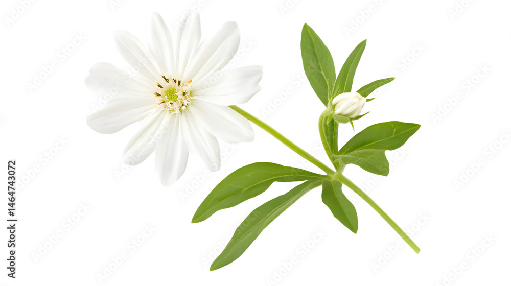 Obraz premium Mexican Aster: A Solitary White Flower Contrasts Against Background