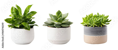 Isolated green succulent and leafy plants in white pots on transparency background