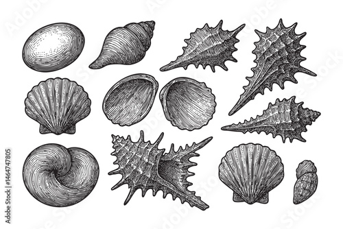 seashell set woodcut engraving vector illustration
