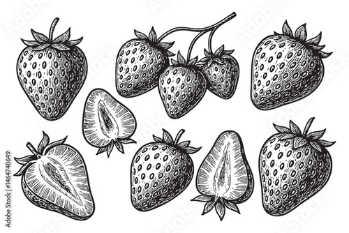 strawberry set woodcut engraving vector illustration