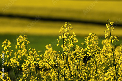 Detailed view of blooming rapeseed flowers glowing in soft natural light. Close-up photo of yellow plants in spring emphasizes nature’s textures and seasonal vitality, eco-friendly and floral.