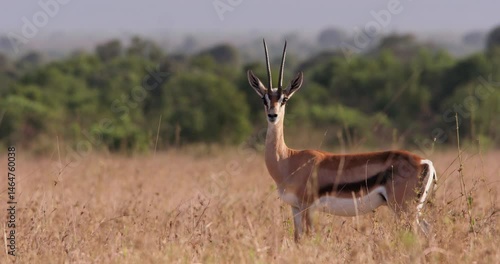 Extreme wide shot of a Thomson's gazelle (Eudorcas thomsonii) keeping high alert of predators in the savannah during the morning in Kenya.