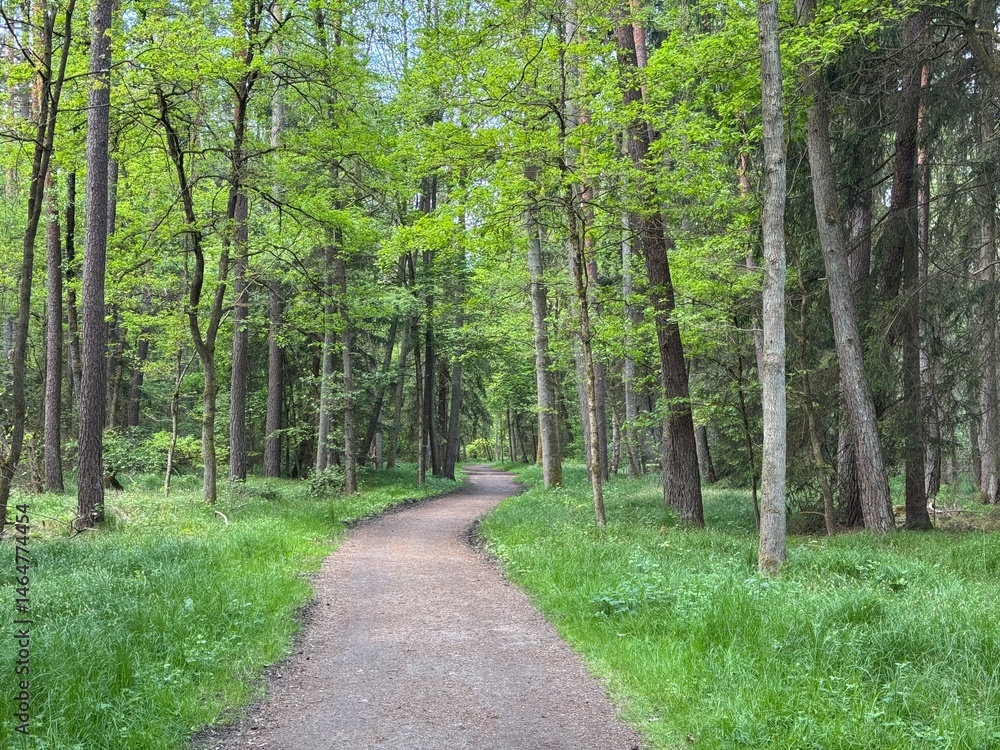 Fototapeta premium Ein Wald bei Nürnberg im Frühling