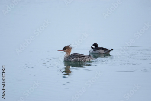 Red breasted merganser passes a sleeping bufflehead