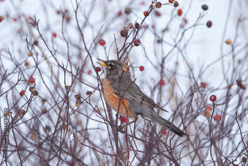 American Robin foraging for berries