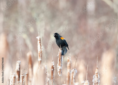 Red wing blackbird perched on a cattail