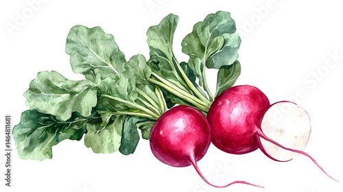 Vibrant Hand Drawn Watercolor Radish Vegetable Isolated on Transparent Background