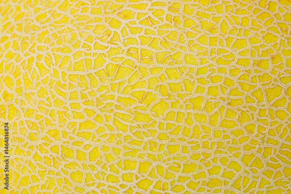Macro cantaloupe peel texture,The texture of the peel of a yellow melon close-up. Selective focus Macro cantaloupe peel texture,The texture of the peel of a yellow melon close-up. Selective focus
