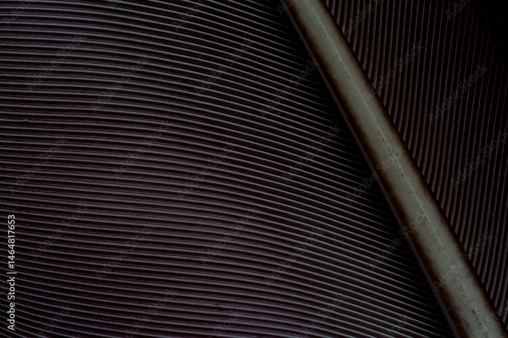 Obraz premium Black feather macro,black feather pigeon macro photo. texture or background,Fragment of bird's feather, close-up. Toned