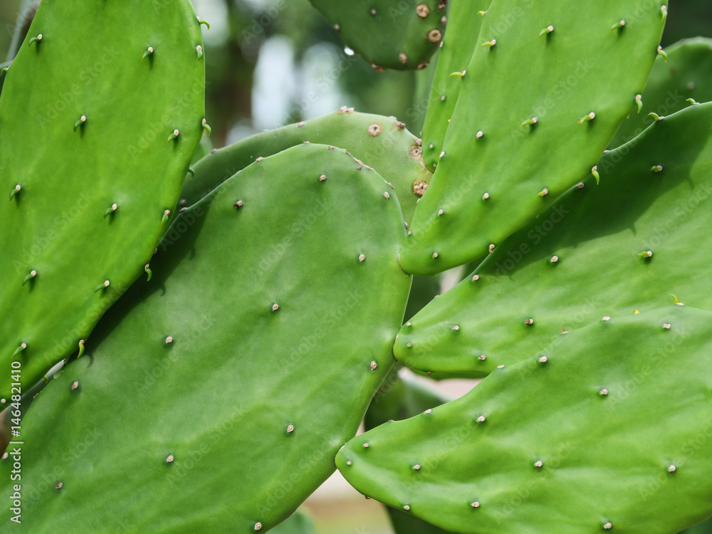 Prickly Pear Cactus in Natural Surroundings Prickly Pear Cactus in Natural Surroundings