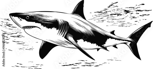 Black and white illustration of a shark swimming in the ocean, vintage style drawing. Vector illustration