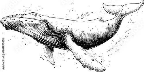 Detailed black and white illustration of a humpback whale swimming underwater. Vector illustration