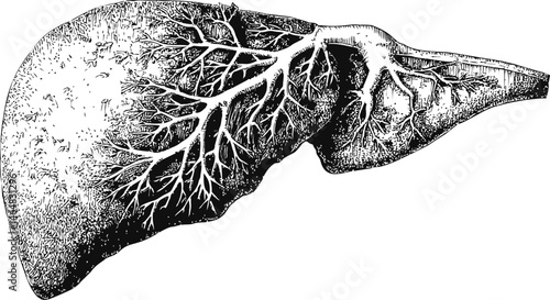 Detailed black and white anatomical drawing of a human liver with veins. Vector illustration