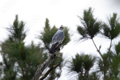 Mississippi Kite perched in a Tree
